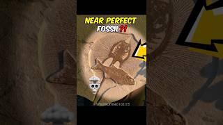 Absolutely Stunning Fossil Finds (Caution: It Will Blow Your Mind )