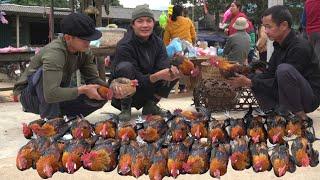 Zon happily goes to the market to sell chickens after the disease outbreak at the farm