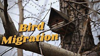 Acreage Life in Alberta Canada | Bird Migration & Play House Build