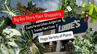 Big Box Store Plant Shopping Costa Farms Urban Jungle Live Trends Plants at Lowe's Fall Season Plant