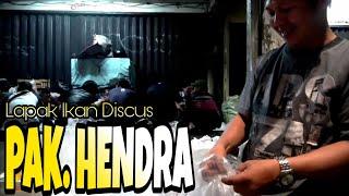 PASAR JATINEGARA : LAPAK IKAN DISCUS PAK HENDRA