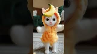 #catvideo котики #cute #cat #kittycatsong кошка танцует мотоцикл #cat #cutecat catdancer