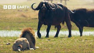 Lion Cubs vs Buffalo Herd: Will they escape? | BBC Earth