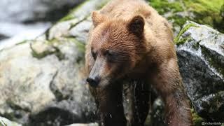 Brown Bears: Searching for Salmon