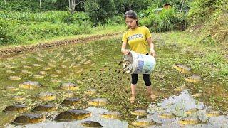 clean the fish pond and put fish in the new pond, restore Farm - live alone in the forest