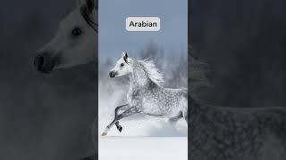 5 Top Horse Breeds