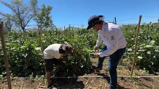 NUEVO AGRICULTOR DE HORTALIZAS CON LA IMPLEMENTACIÓN DE SIAF