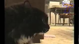 Animals making funny sounds and noises