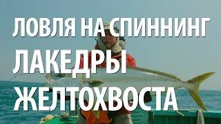 ЛОВЛЯ РЫБЫ ЛАКЕДРЫ или ЖЕРТОХВОСТА. МОРСКАЯ РЫБАЛКА на СПИННИНГ во ВЛАДИВОСТОКЕ