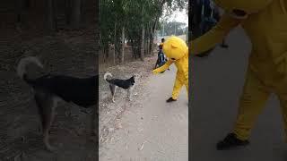 teddy Bear  best Fanny moments tiktok video #teddy #tiktok #funny