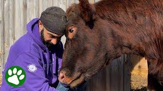 30 minutes of heartwarming animal rescues