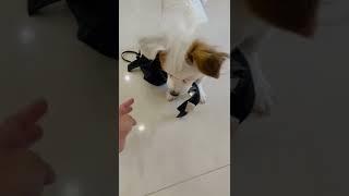 Bra Thief #shorts