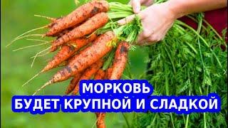 Моя простая подкормка для моркови для сладости и крупного размера