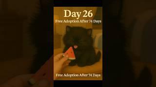 DAY-26 new born kittensFree ADOPTION after 100 days..