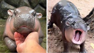 This Adorable Hippo is Breaking the Internet - Here's Why!