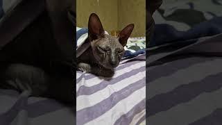 CATS Даша #sphynx #kitten #cats #music