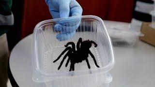 Hundreds of Tarantulas Smuggled on Man's Body