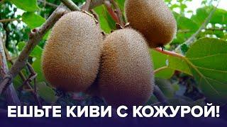 Ешьте С КОЖУРОЙ! Киви — кладезь витаминов | Доктор 24