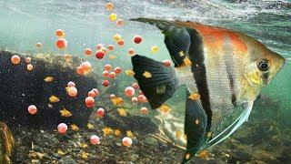 When Angelfish Laying To 300 Eggs- Story Animal Giving Birth