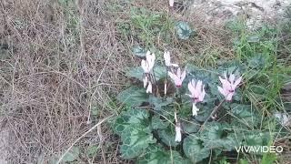 Цикламены. Цветение. Израиль январь. Cyclamens bloom Israel. #цикламены #израиль  #cyclamen.