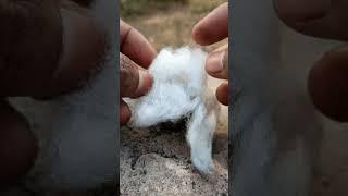 Survival Skills: "This Tiny Cotton Spark Lit Up the Forest #survival #camping #outdoors #lifehacks