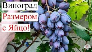 Этот ВИНОГРАД входит в ТОП 5 по РАЗМЕРУ ЯГОД и ГРОЗДЕЙ!