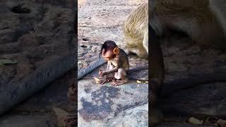 Very funny Annette baby Monkeys