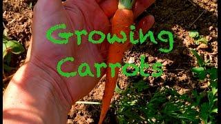 Growing Heirloom Carrots~