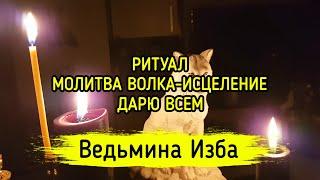 МОЛИТВА ВОЛКА - ИСЦЕЛЕНИЕ. ДАРЮ ВСЕМ. ВЕДЬМИНА ИЗБА ▶️ МАГИЯ