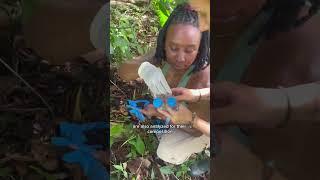 How Pups and Poop Help Sloths?