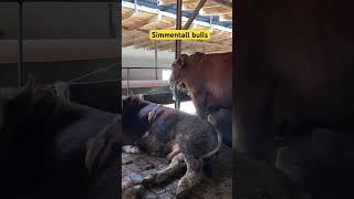 #simmental