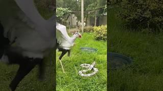 This Bird Hunts Snakes