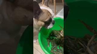 #bulldog #crayfish #frenchbulldog