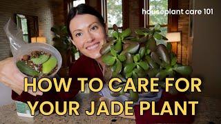 How to Care for Jade Plants: Watering, Lighting, Soil, Repotting & More - Houseplant Care 101