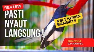 SUARA BURUNG kacer gacor NGEPLONG TARUNG konslet ini paling AMPUH buat PANCINGAN KACER agar EMOSI