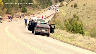 Реально опасное происшествие  национальном парке Йеллоустоун -  dangerous accident  Yellowstone