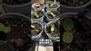 向日葵白月光从播种到开花 #一花一草 #花卉绿植 #庭院花园 #万物生长 #种植基地 65天左右的时间，我们种下的向日葵已经开花了。