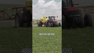 Infection Point for White Mold