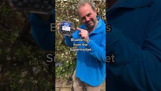 How to grow a blueberry from the supermarket #growyourown