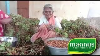 Groundnut Farming I Peanut Cultivation I India I Tamil Nadu I Mannus Farm Fresh