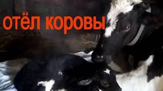 У нас прибавление\Отёл  коровы\Жизнь в деревне