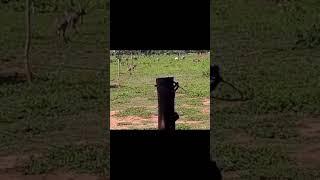 EMA WITH NELORE #shorts #viralvideo #cattle rancher