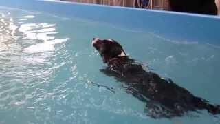 JR Jack Russell Cross, another shy boy swims at dog swim spa