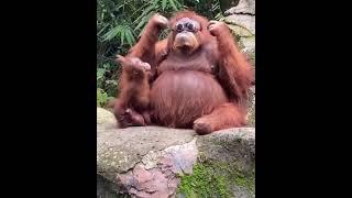 Орангутанг померил очки посетителя зоопарка Orangutan with glasses