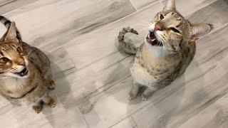 Savannah Cats Yelling For Dinner! Loud Meow! #cute #cats #meowing