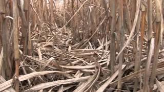 Elephant Grass in Southern Hesse - Miscanthus Gersprenztal