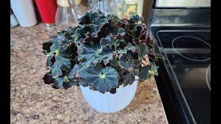 My Indoor Autumnal and Dark Leafed Plants/ Pot to commemorate Rex