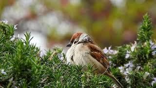 Birds Sparrow Tree | HD | STOCK WORLD