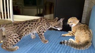 SAND CAT ATTACKS A LYNX / Sand hybrids f1 demand affection in chorus