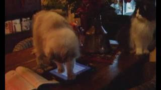 Ragdoll cat playing with Ipad